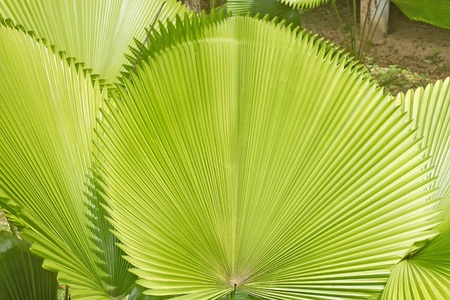 palm leafの写真素材