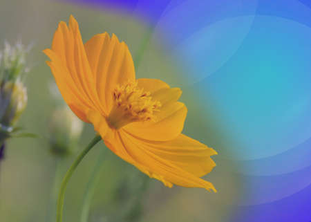 transparent colour flowersの写真素材
