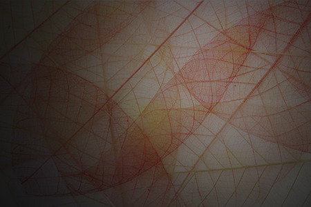 transparent colourの写真素材