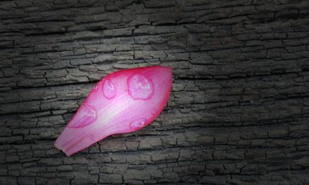 pink flowerの写真素材