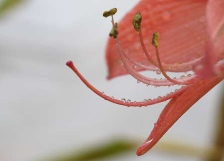 macro red flowerの写真素材