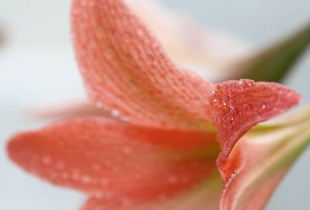 macro red flowerの写真素材