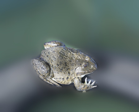 A frog in the  farm.の写真素材