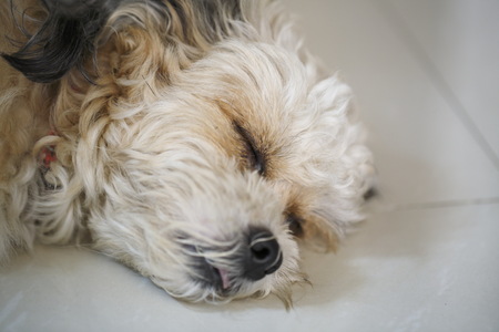 A young dog sleep.の写真素材
