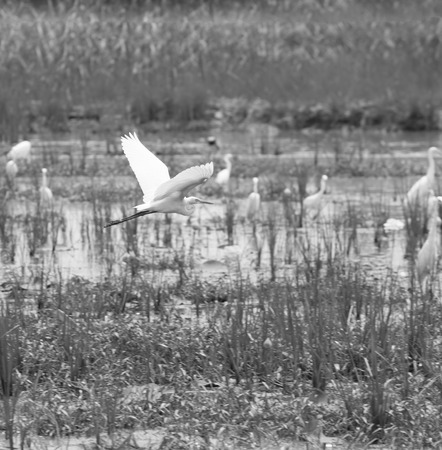 A black and white birds in the field.の写真素材