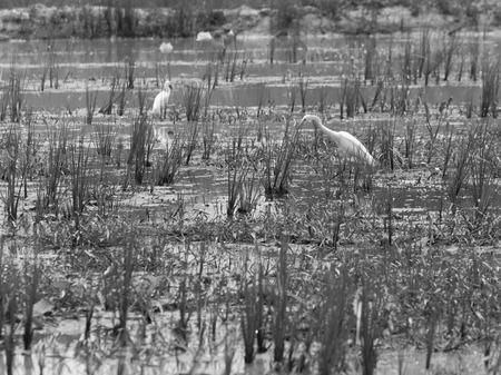 A black and white image birds in the swamp.