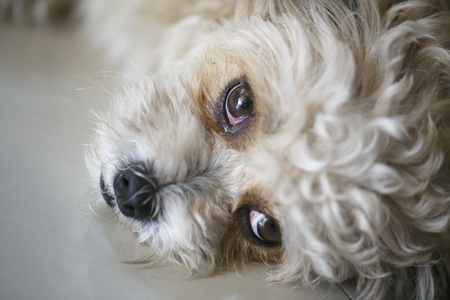 A young dog portrait.