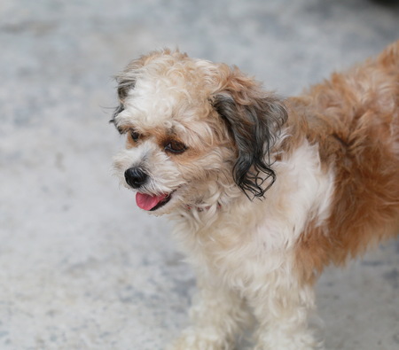 A portrait young dog.