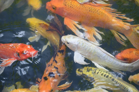 A colorful carp gold fish.の写真素材