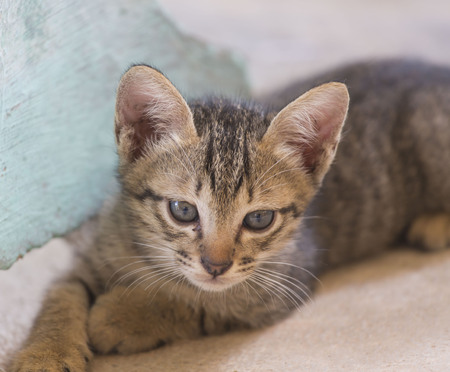 A cat is looking.の写真素材