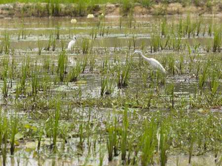 A birds in the swamp.