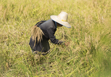 A farmer harvest rice in the field.の写真素材
