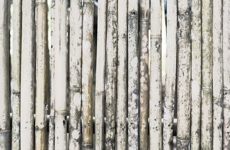 A bamboo is texture.の写真素材