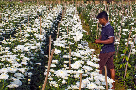 flower farmer at White chrysanthemum (popularly known as chandramallika in Bengal) flower fields in Khirai.のeditorial素材
