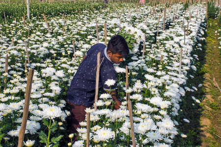 flower farmer at White chrysanthemum (popularly known as chandramallika in Bengal) flower fields in Khirai.のeditorial素材