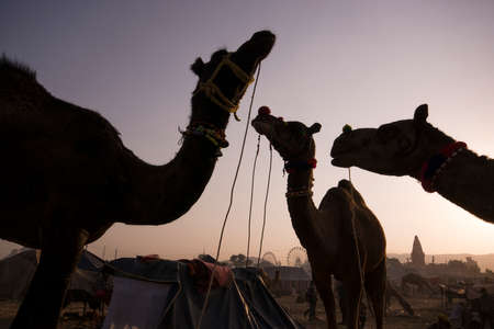 silhouette portrait of camelsの写真素材