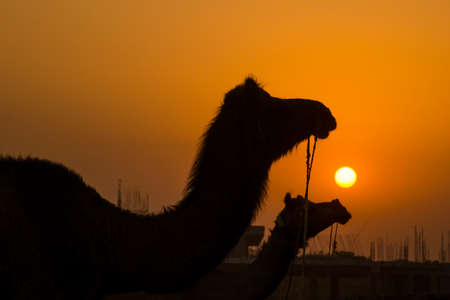 silhouette portrait of camelsの写真素材
