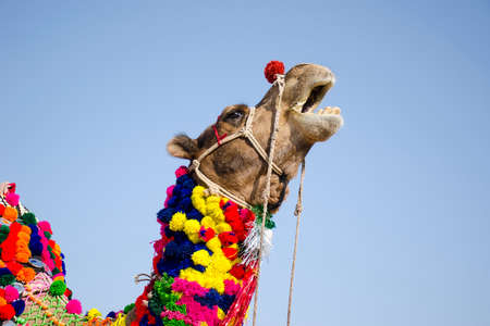 portrait of a decorated camel at pushkar camel fair rajasthan indiaの写真素材