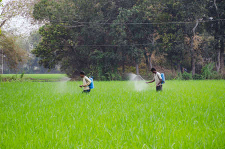 bardhaman west bengal india on 23rd february 2016 :Two Indian farmers spraying pesticides on their paddy fields.Photo taken at Jamalpur, Burdwan West bengal india.のeditorial素材
