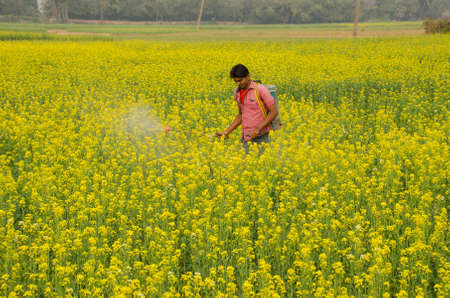 hooghly west bengal india on january 29th  2016 :A Indian farmer spraying fertilizer in his mustard flower field at afternoon time, at hooghly west bengal india.のeditorial素材