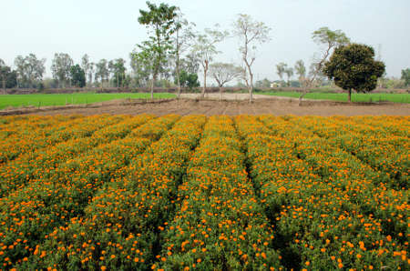 marigold flower field at medinipur west bengal indiaの写真素材