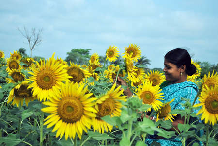 woman flower farmer at sun flower fieldのeditorial素材