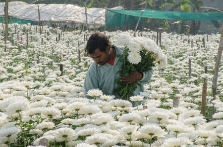medinipore west bengal india on 27th january 2020 :flower farmer working in a field of white chrysanthemums. photo taken at rural medinipore west bengal india.のeditorial素材