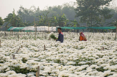 medinipore west bengal india on 27th january 2020 :flower farmers working in a field of white chrysanthemums. photo taken at rural medinipore west bengal india.のeditorial素材