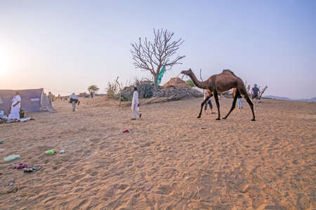 pushkar rajasthan india on october 29th 2017: a camel handler with his camel at pushkar rajasthan india.のeditorial素材