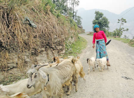 nainital uttarakhand india on may 24th 2012:Picture of the village of Nainital where a local hill woman is returning home in the daytime with her pet goats and sheep.のeditorial素材