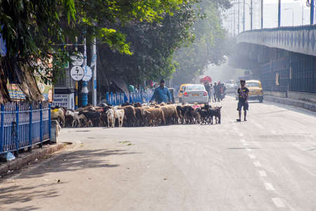 27th december 2020 kolkata west bengal india :On the streets of Kolkata, herdsmen are traveling with...
