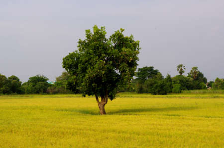 The threeの写真素材