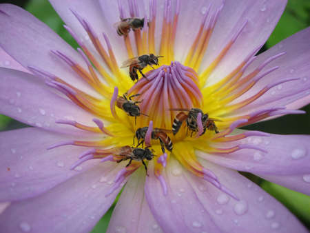 Lotus and beesの写真素材