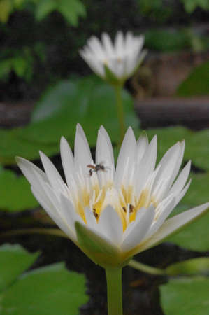 The white road of lotusの写真素材