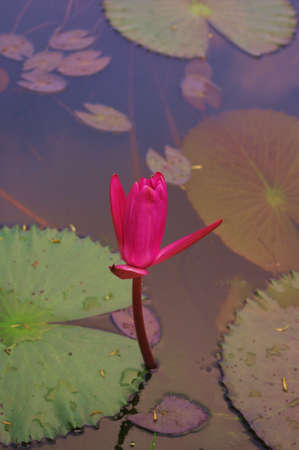 Pink lotus の写真素材