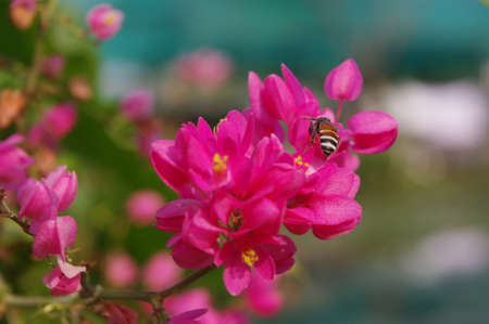 The little bee working in the pink flower.の写真素材