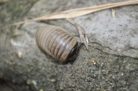 Little bug