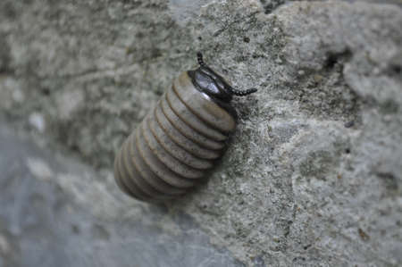 Little bug holding stone.の写真素材