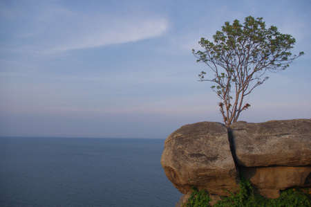 The single tree growing on  stone beside the sea.の写真素材