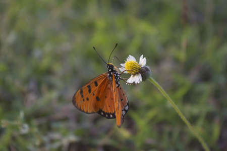 The relax butterfly on aday.の写真素材