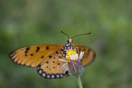 The beautiful butterfly holding on pollen.の写真素材