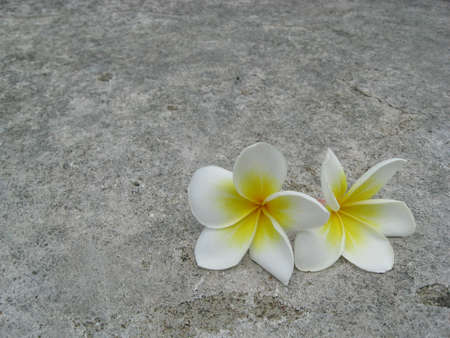 Twin plumeria on the ground.の写真素材