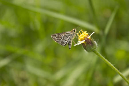 Fantasy butterfly in the garden No.1の写真素材