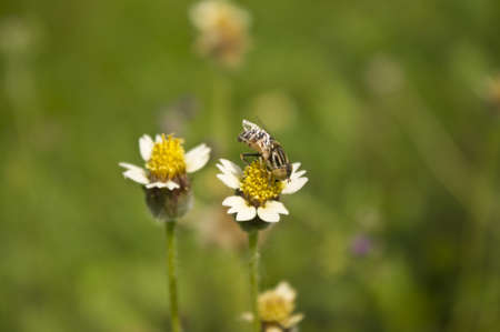 A bug on the daisy flower in the afternoon.の写真素材