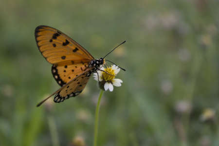 Happiness beautiful butterfly in one day No.1の写真素材