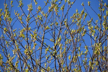 Leaves sprouting out of their buds in spring. Blue sky background.