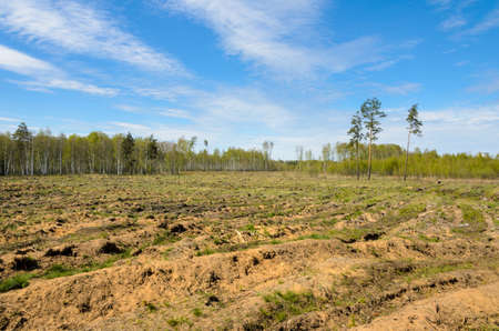 Open space in the forest after deforestation.の写真素材