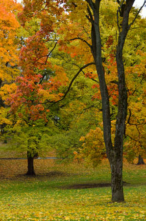 Autumn colored maple leaves and trees in a city park.