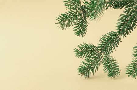 A branch of a fir tree on a yellow beige background. Template for design, space for text.の写真素材