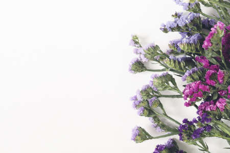 Kermek on white. The statice plant for bouquets and dried flowers. Background with copy space.の写真素材